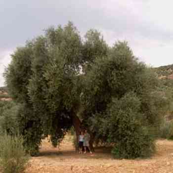 Click para ampliar. Pulsa en el nombre para ver la ficha. Olivo de Fuentebuena (Jaén)